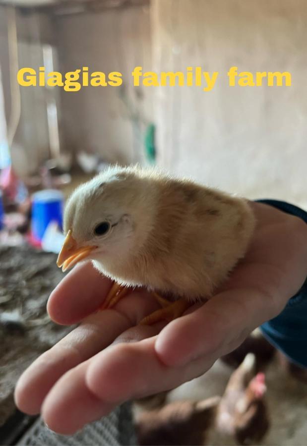 Giagias Family Farm Βίλα Κρανίδι Εξωτερικό φωτογραφία